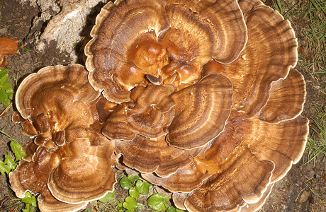 Riesenporling (Meripilius giganteus) - © Heinz Prelicz